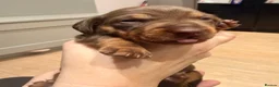 Dachshund dogs for sale: Gorgeous dacshund puppies for sale  - Advert 11