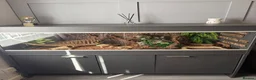 Bearded Dragon reptiles for sale: 1 and a half year old bearded dragon and set up  - Advert 1