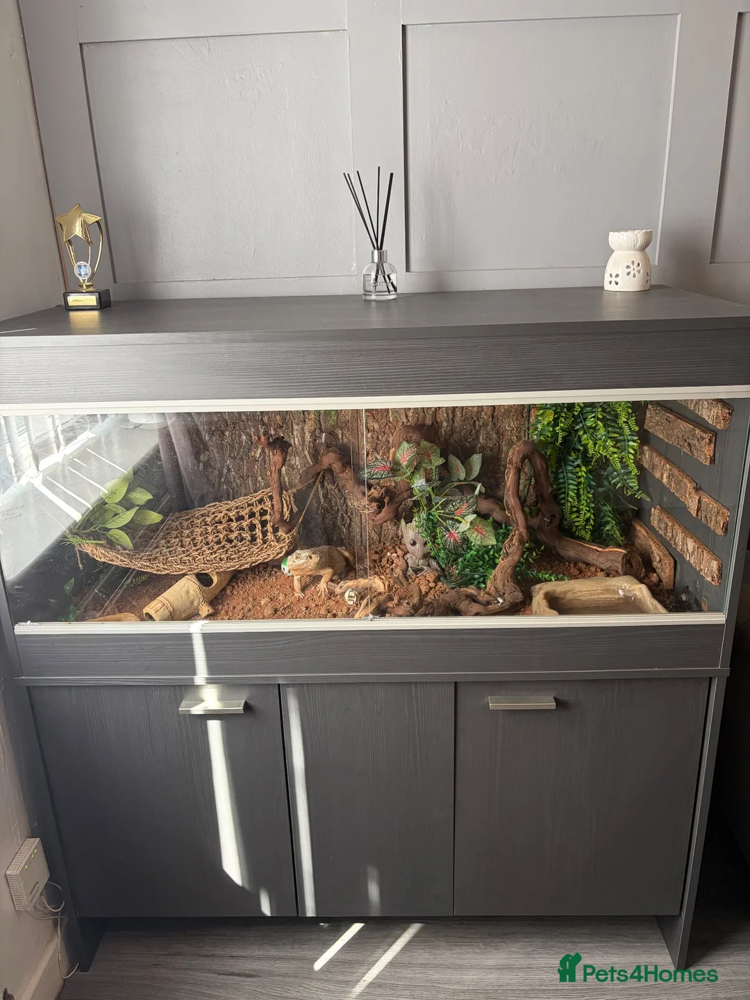 Bearded Dragon reptiles for sale: 1 and a half year old bearded dragon and set up  - Advert 1