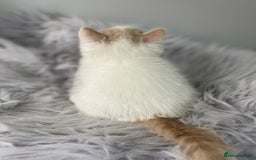 Exotic cats for sale: 🧡 MALE EXOTIC KITTEN READY NOW CHAMPION LINES - Image 8