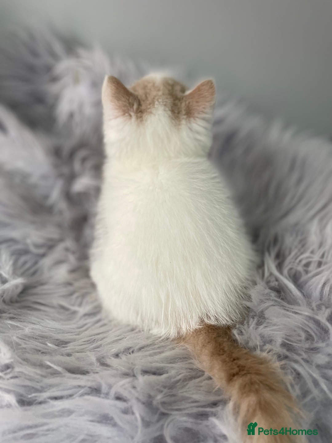 Exotic cats for sale: 🧡 MALE EXOTIC KITTEN READY NOW CHAMPION LINES - Image 8