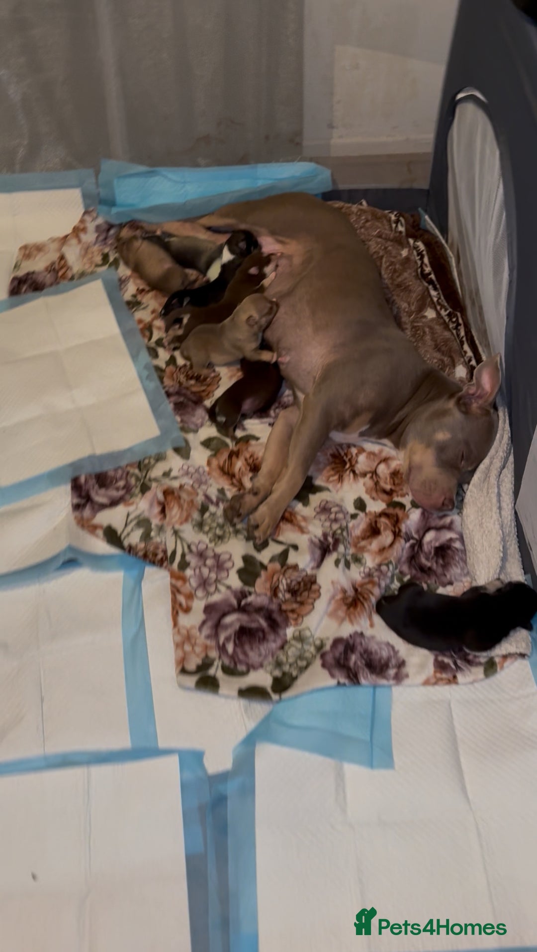 Mixed Breed dogs for sale: Pocket Bully & Siberian Husky Excellent Puppies - Advert 2