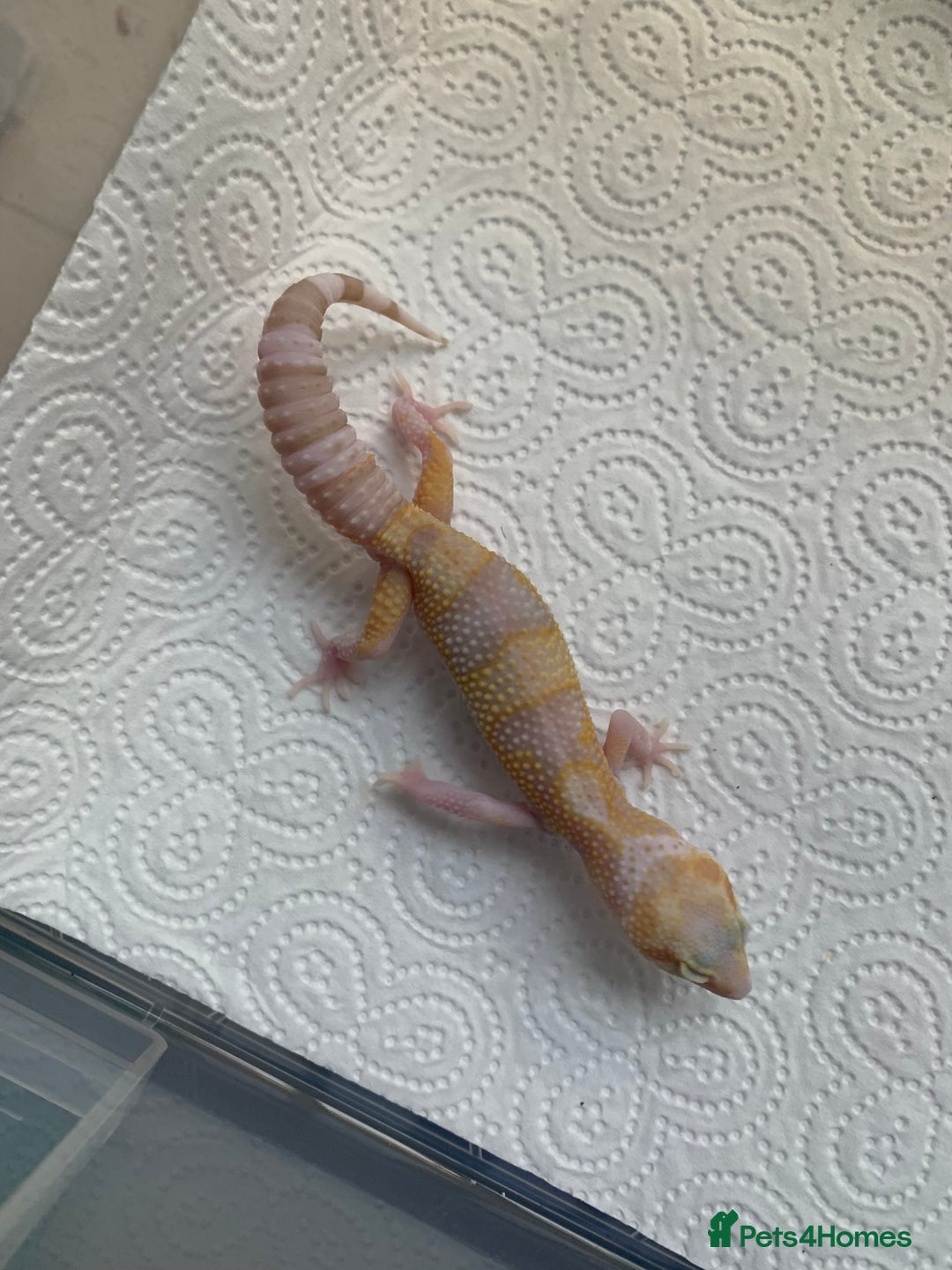 Leopard Gecko reptiles for sale: Leopard gecko babies cb25 - Image 3