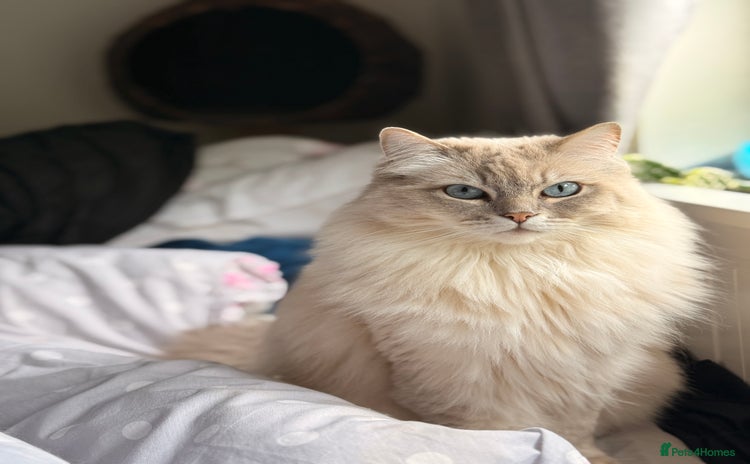 Ragdoll cats - Advert 4
