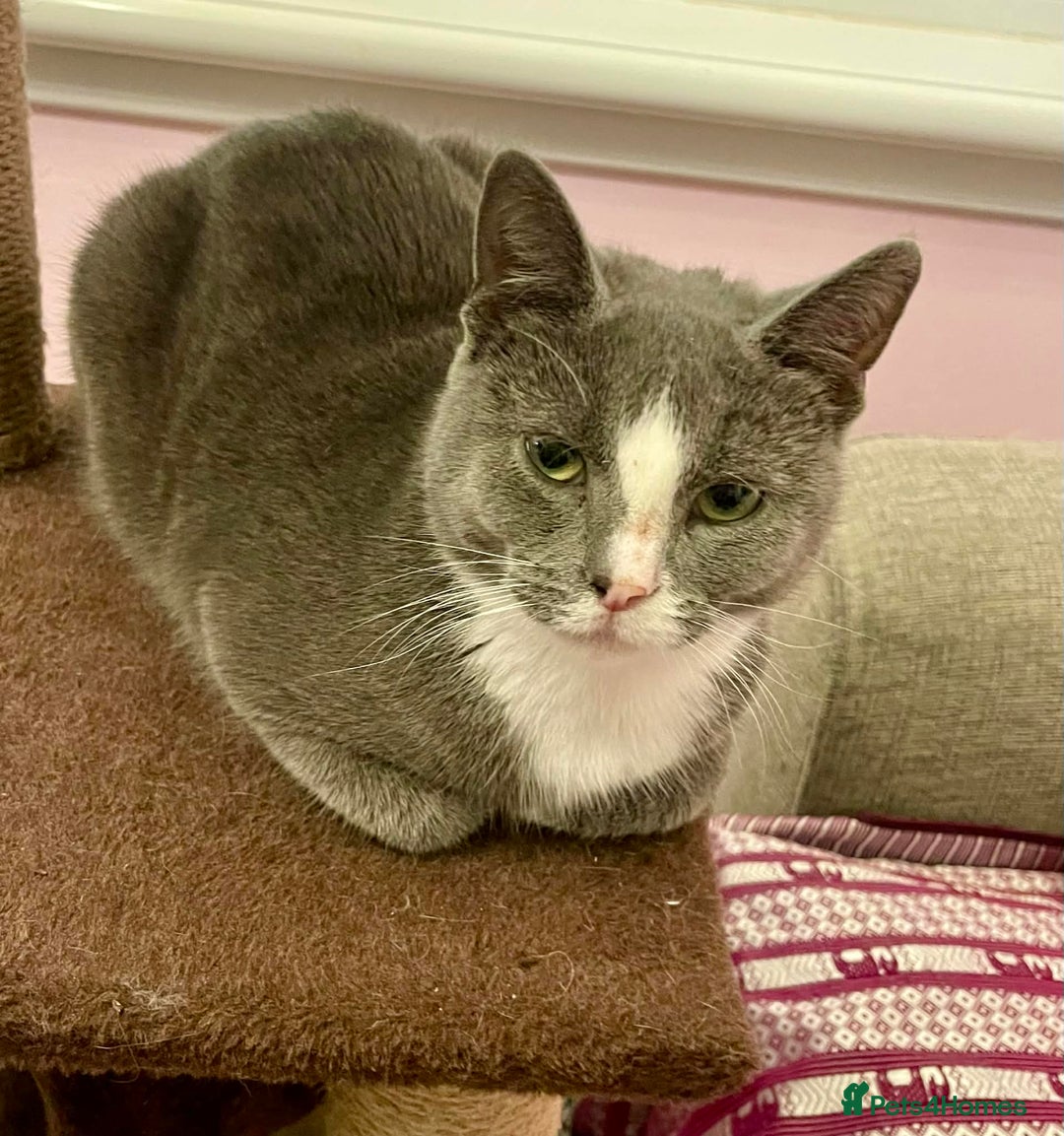 Munchkin cats for sale: Munchkin x Scottish Fold - Advert 15