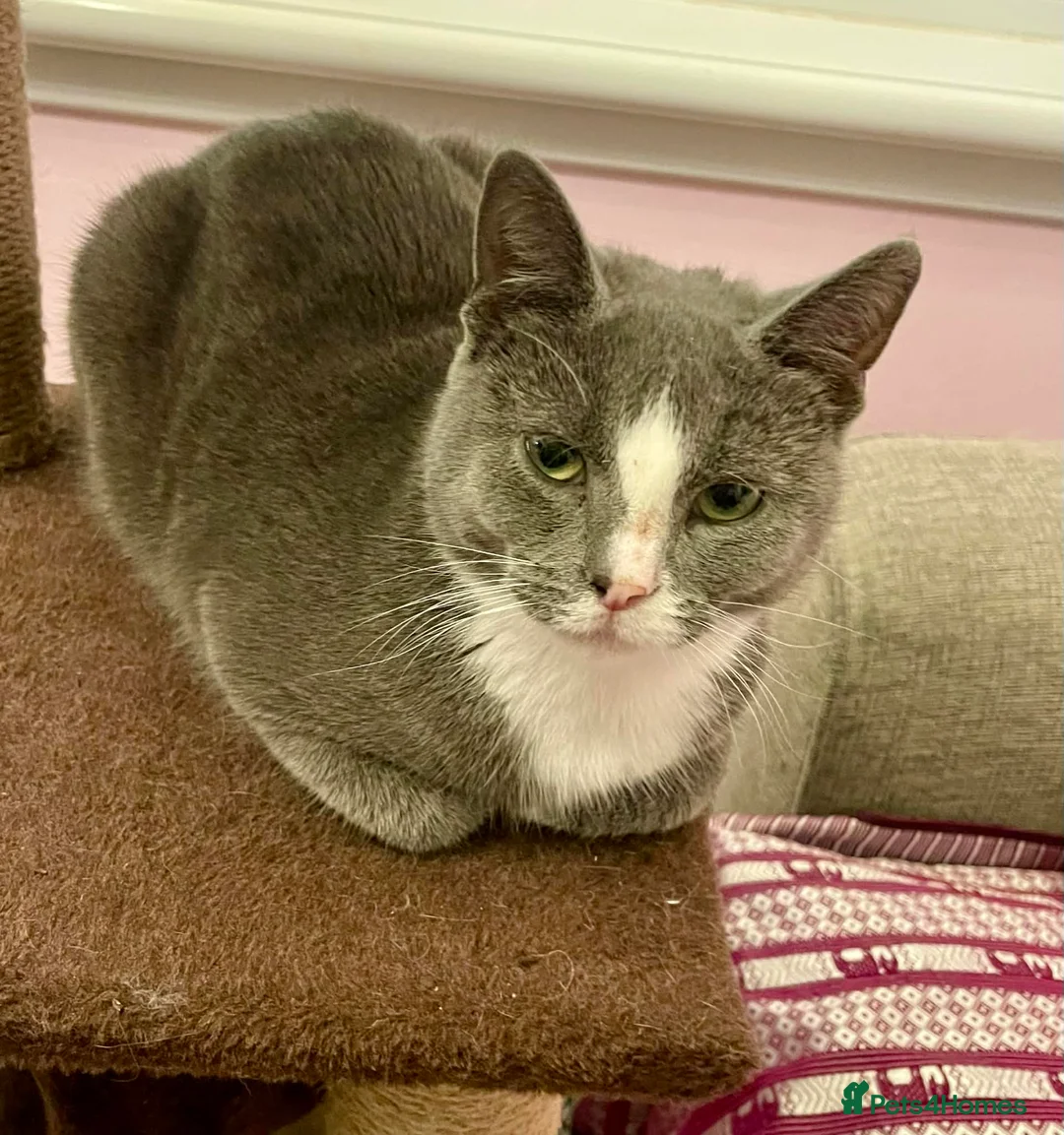 Munchkin cats for sale: Munchkin x Scottish Fold - Advert 15