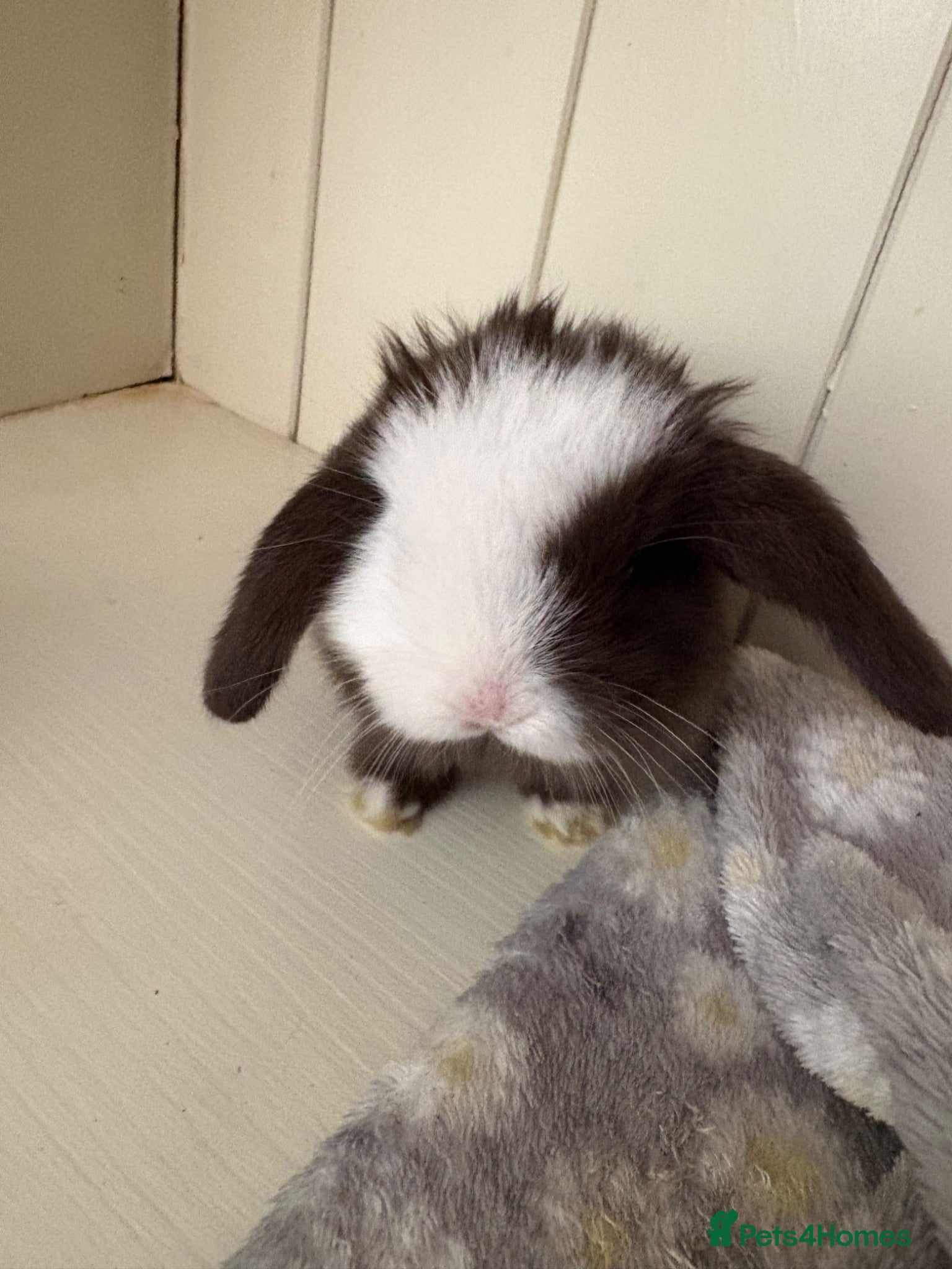 Mini Lop rabbits Mini lops-raised indoors-vaccinated  - Advert 2