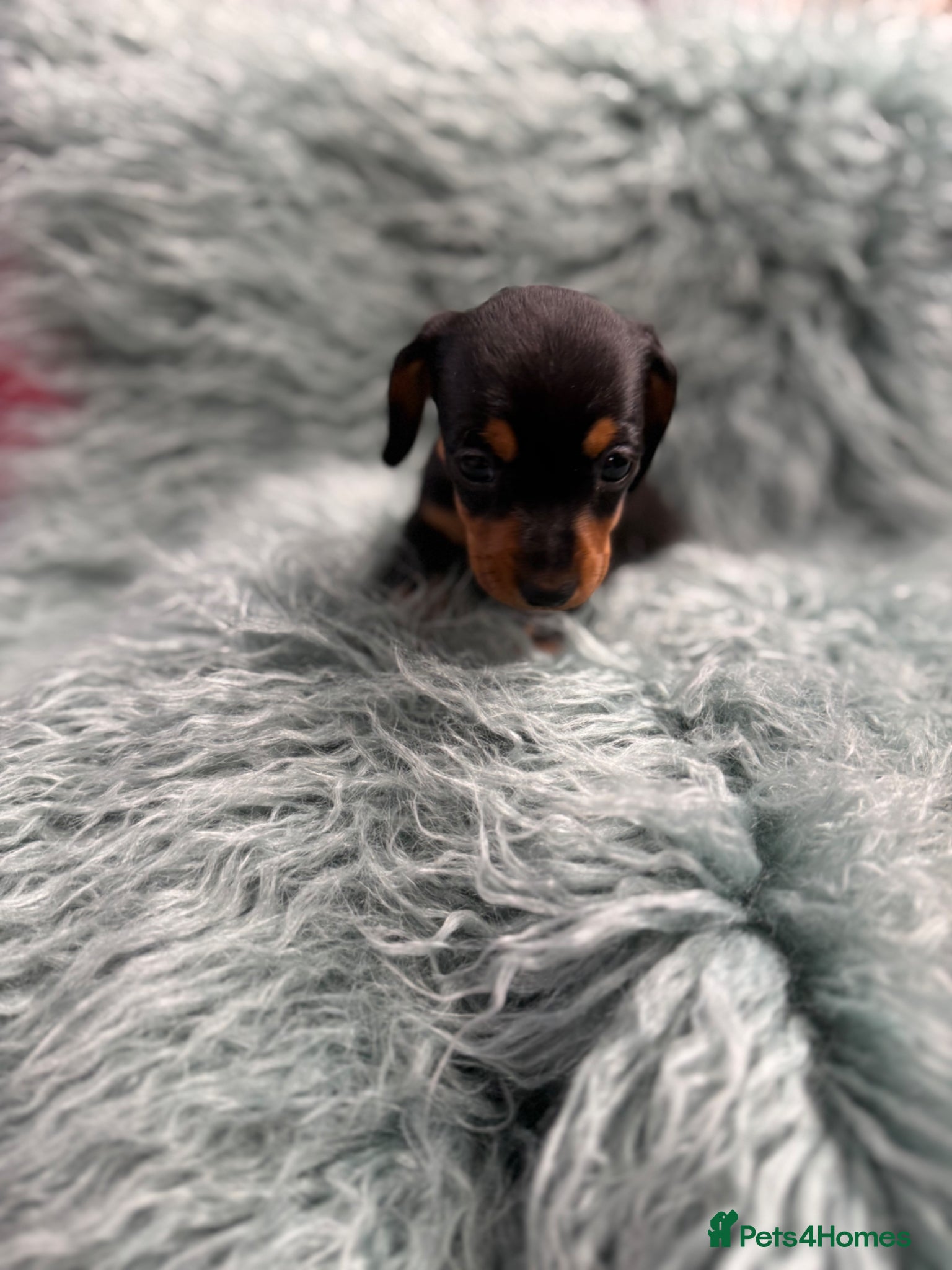 Miniature Dachshund dogs Miniature dachshund puppies - Advert 1