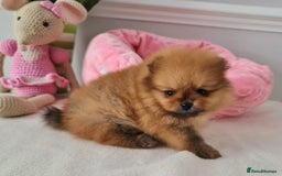 Pomeranian dogs for sale: KC Tiny Teddy Bear Pomeranian Girls - Image 8