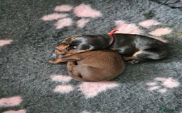 Dobermann dogs for sale: Doberman puppies - Image 7