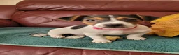 Jack Russell dogs for sale: Beautiful Female Pure Breed Jack Russell Terrier - Advert 3