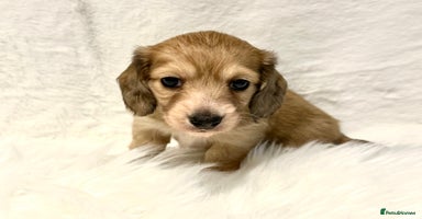 Miniature Dachshund dogs - Advert 9