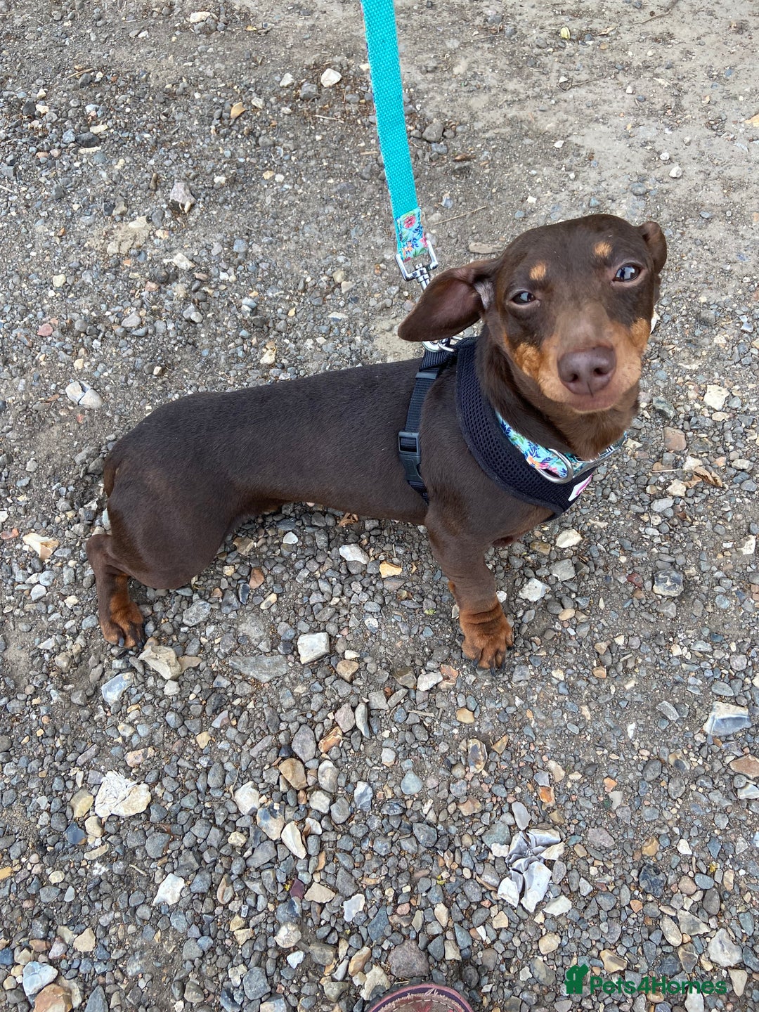 Miniature Dachshund dogs for sale: Miniature Dachshund Smooth Hair Girl - Image 3