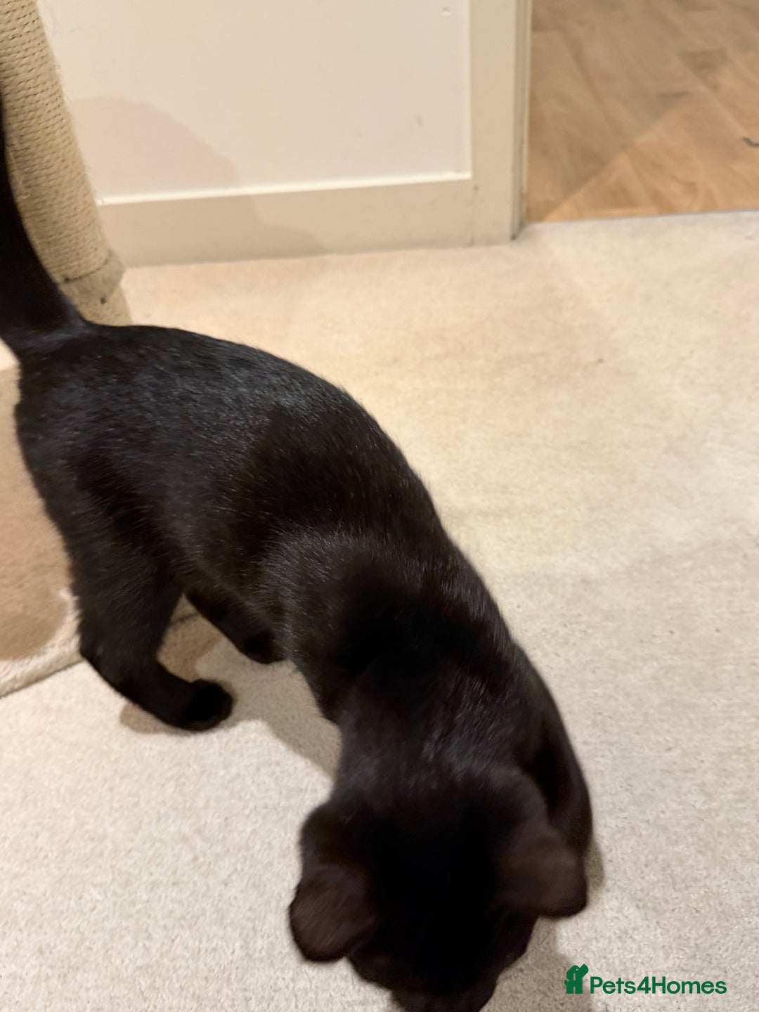 Mixed Breed cats for sale: Friendly Cat Looking for a Loving Home - Advert 4
