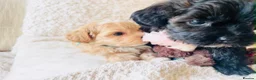 Maltipoo dogs for sale: Stunning F1 Toy Maltipoo Puppies - Boy & Girl - Advert 9