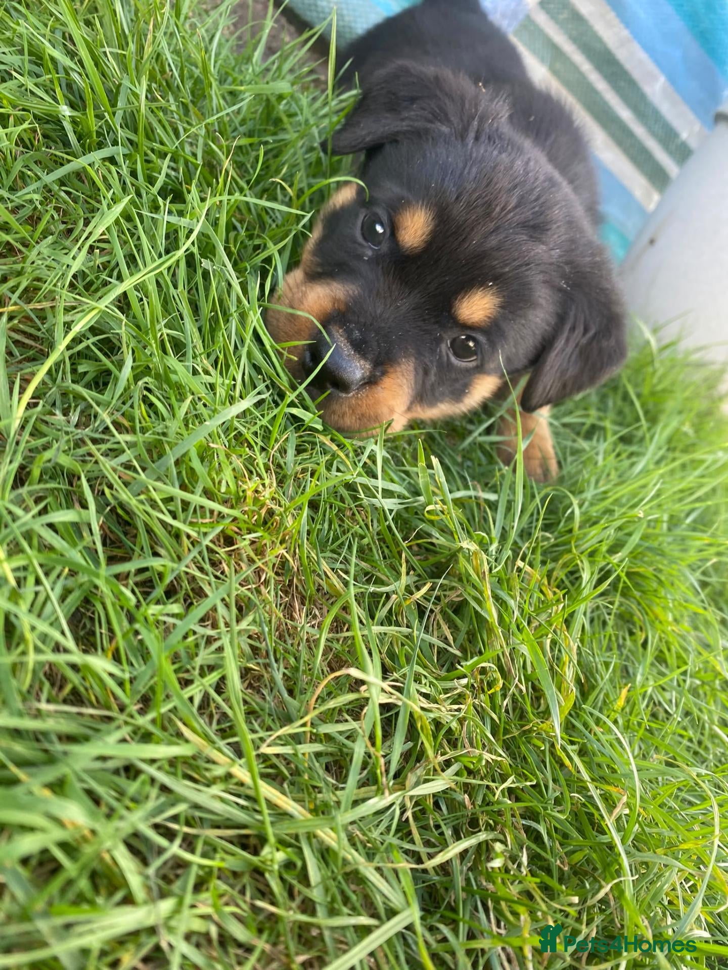 Rottweiler dogs rottweiler puppys  - Advert 5