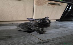Maine Coon cats for sale: Amazing tortie Mainecoons - Image 8