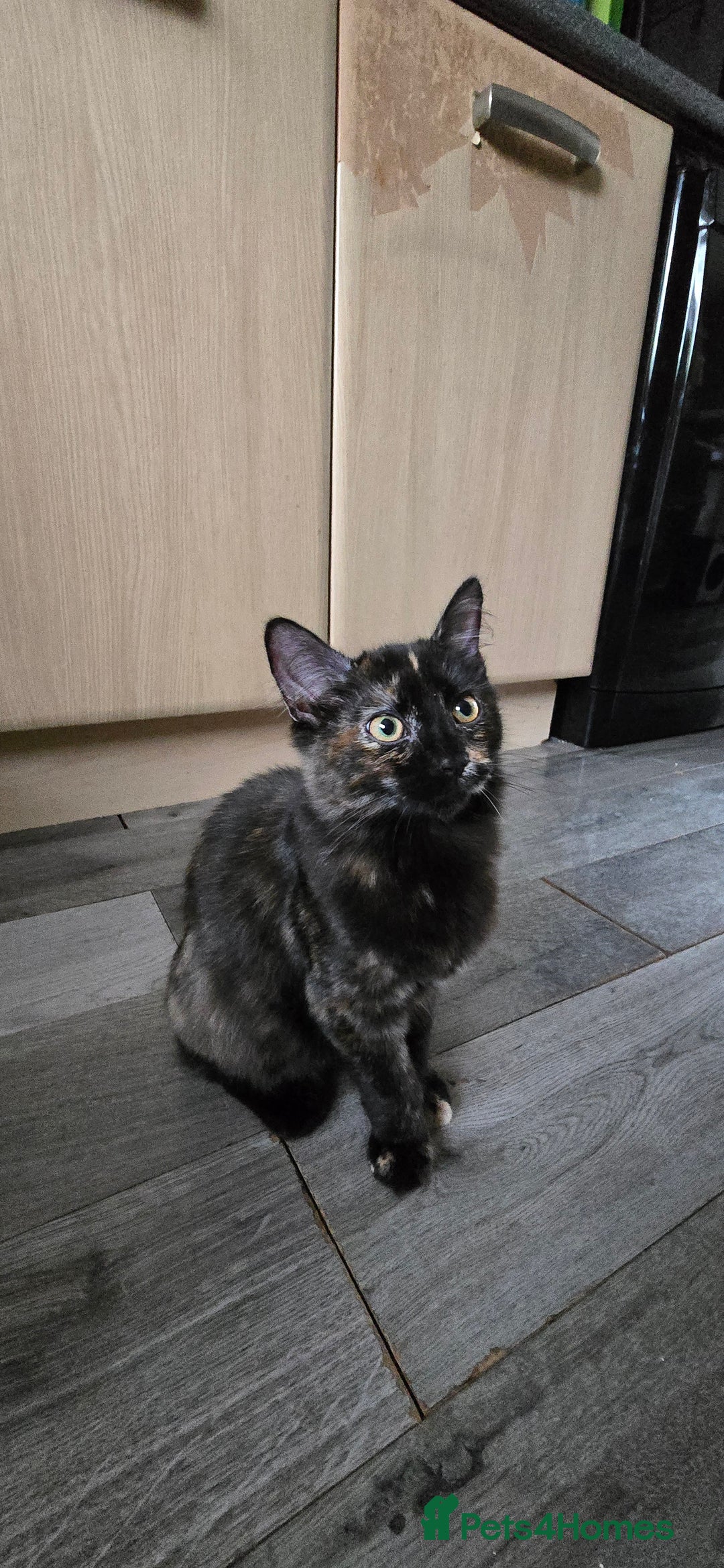 Maine Coon cats for sale: Amazing tortie Mainecoons - Image 8
