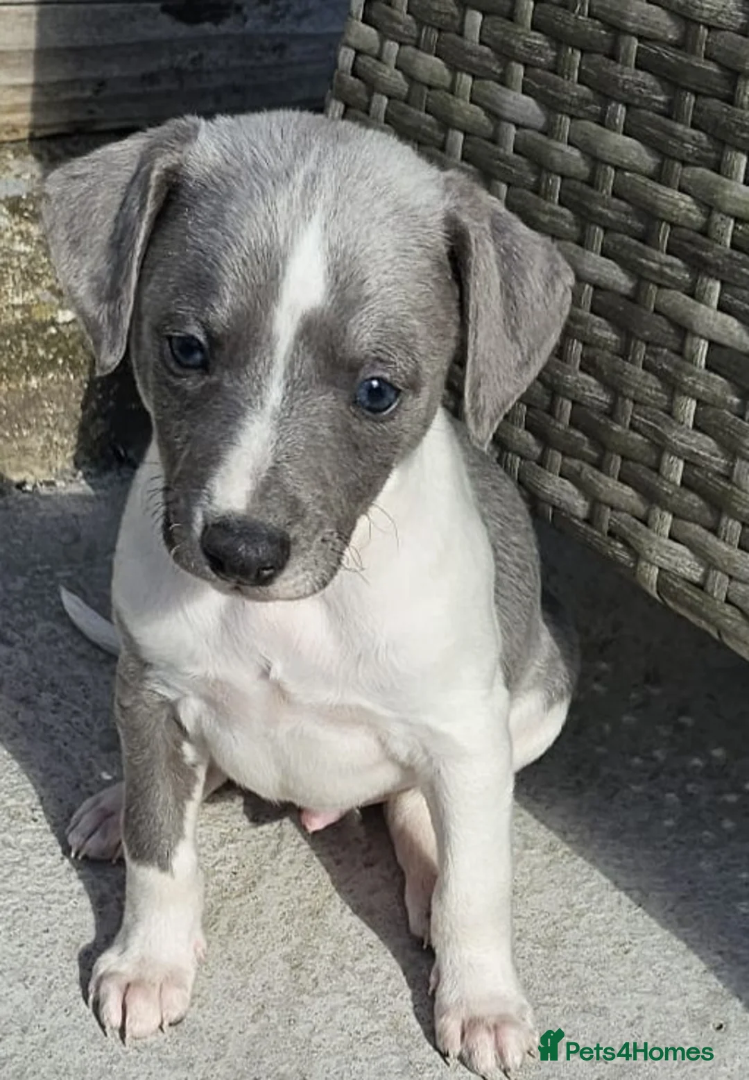 Whippet dogs for sale: Kc reg blue whippet pups  - Advert 1