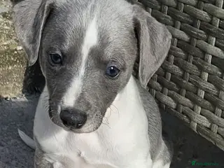 Whippet dogs Kc reg blue whippet pups - Advert 4