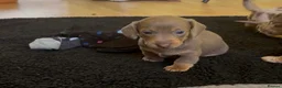Dachshund dogs for sale: Reg miniature smooth daschunds  - Advert 13