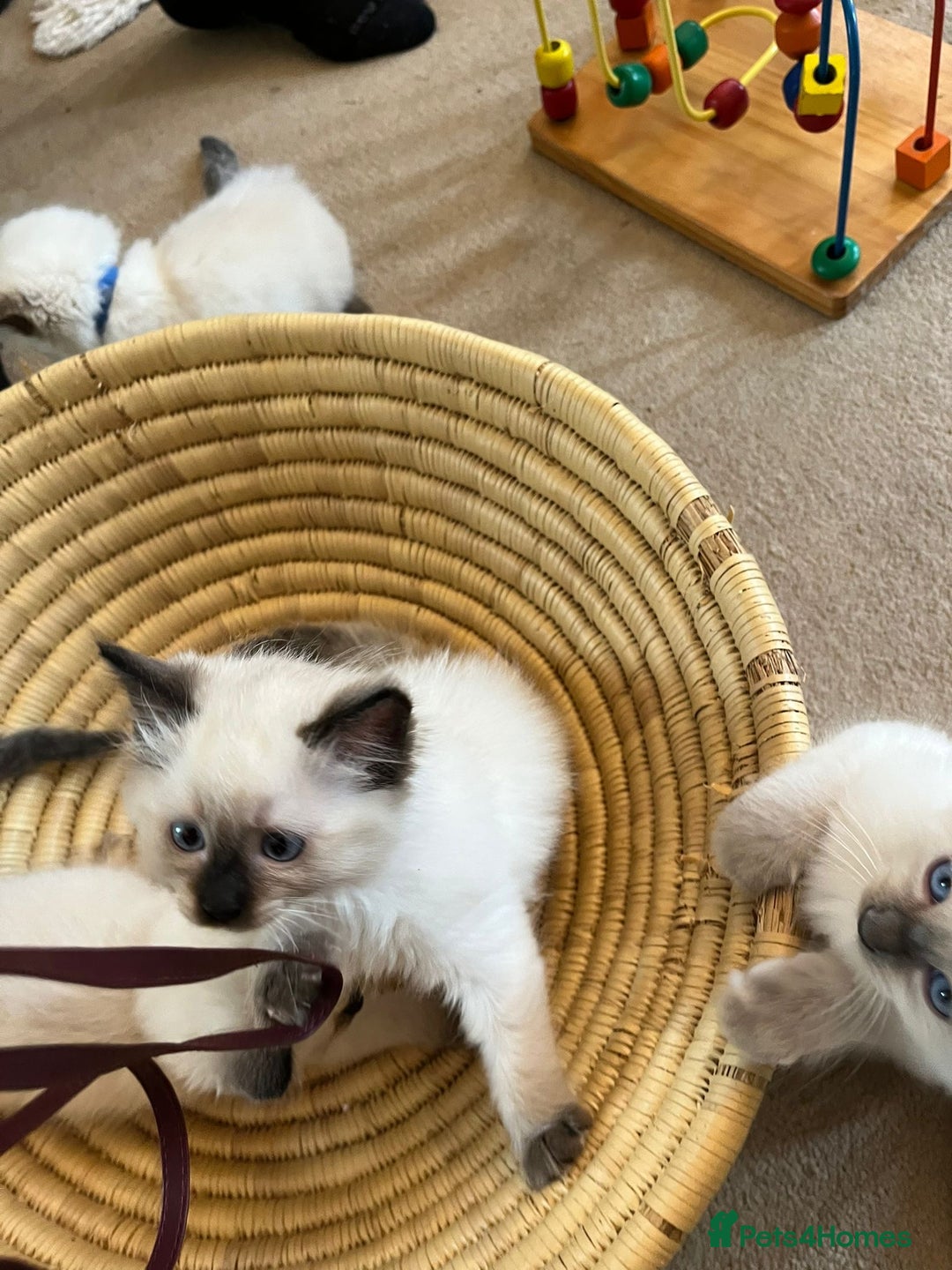 Ragdoll cats for sale: Quick sale - Image 12