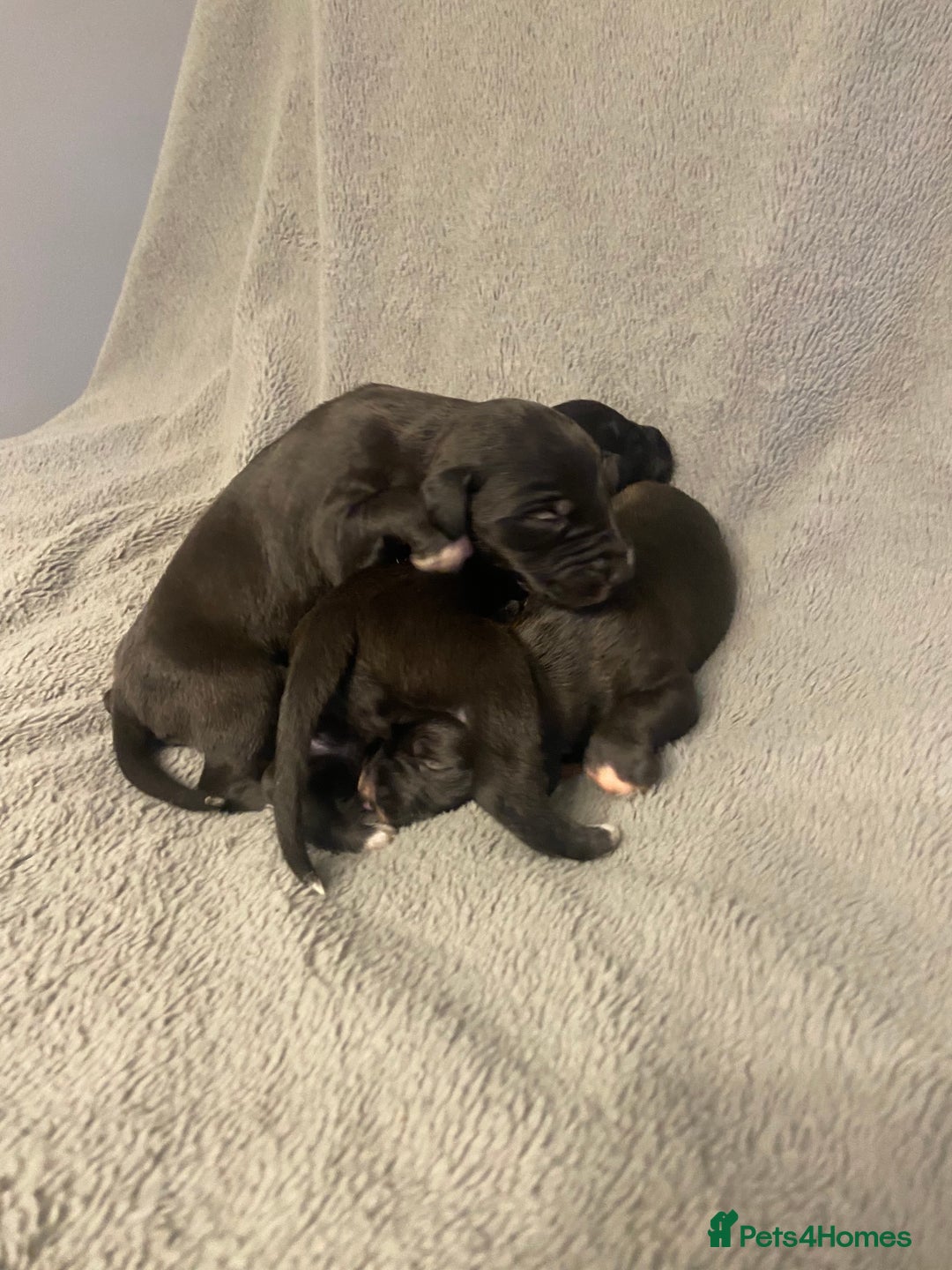Mixed Breed dogs for sale: Beddlington whippet puppies  - Advert 11