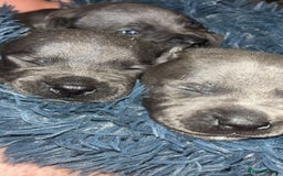 Staffordshire Bull Terrier dogs for sale: Beautiful blue staff puppies  - Image 32