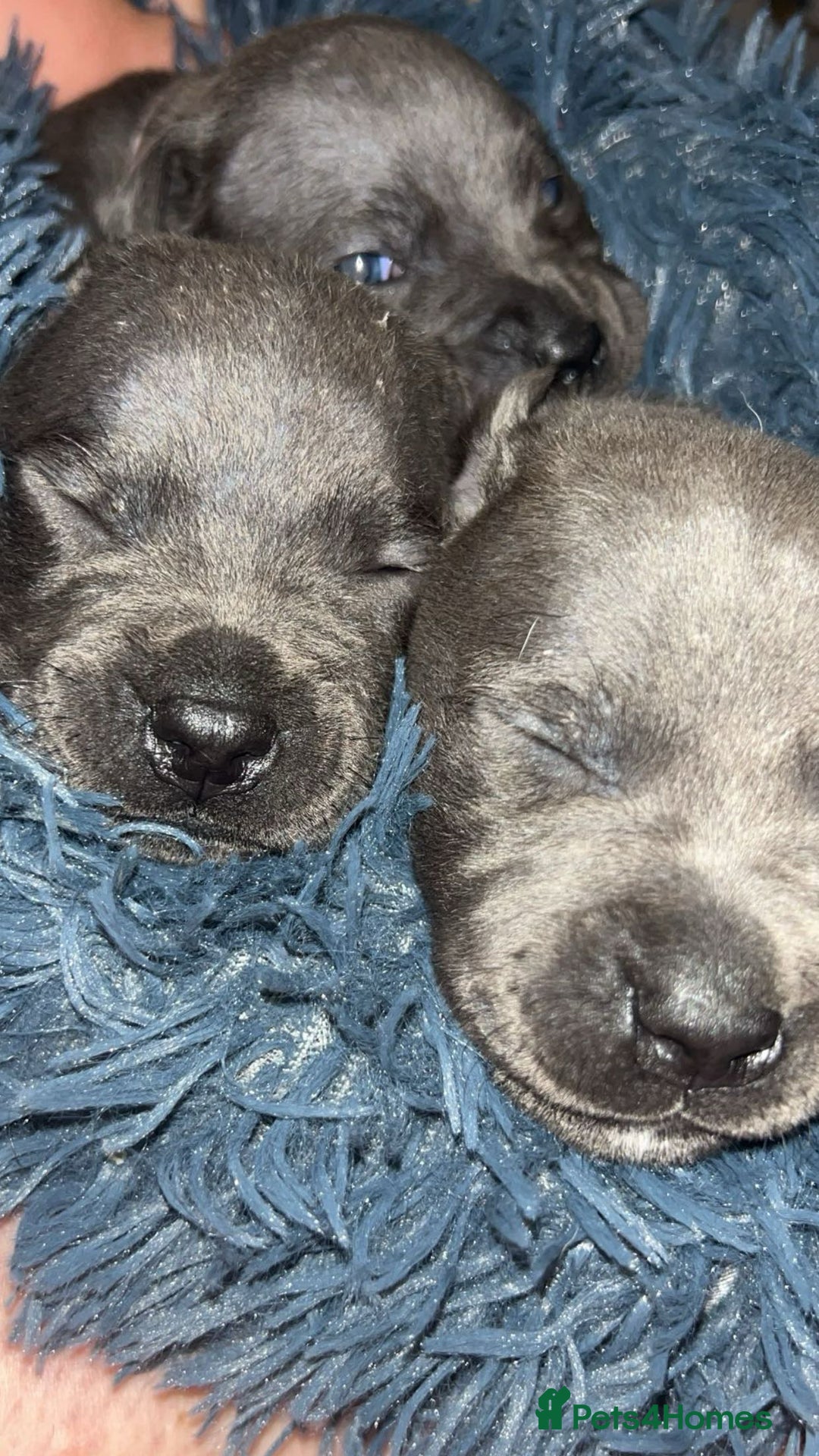 Staffordshire Bull Terrier dogs for sale: Beautiful blue staff puppies  - Image 32