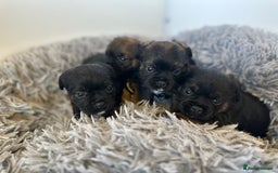 Border Terrier dogs for sale: KC Border Terrier puppies (SLEM Clear) - Image 2