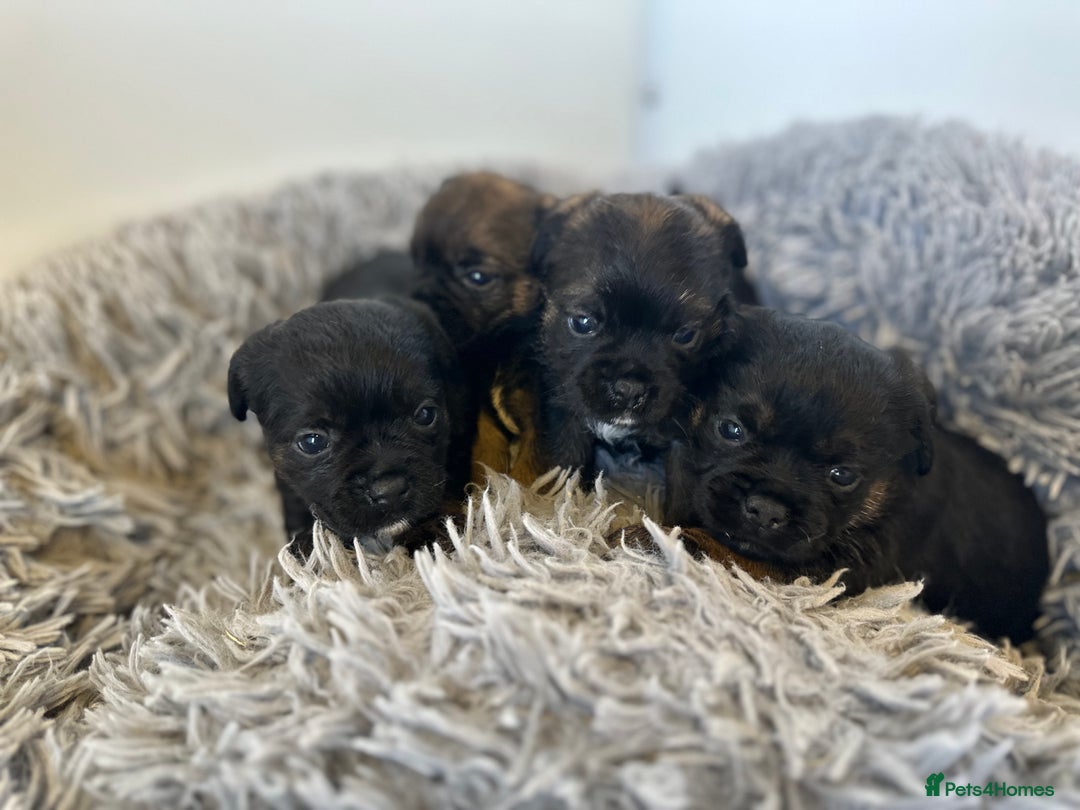 Border Terrier dogs for sale: KC Border Terrier puppies (SLEM Clear) - Image 2