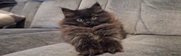Mixed Breed cats for sale: Persian X Ragdoll Kittens Ready For Forever Homes! - Advert 19