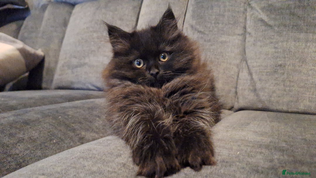 Mixed Breed cats for sale: Persian X Ragdoll Kittens Ready For Forever Homes! - Advert 19