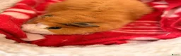Guinea Pig rodents for sale: BEAUTIFUL BABY GUINEA PIGS, BOYS AND GIRLS - Advert 5
