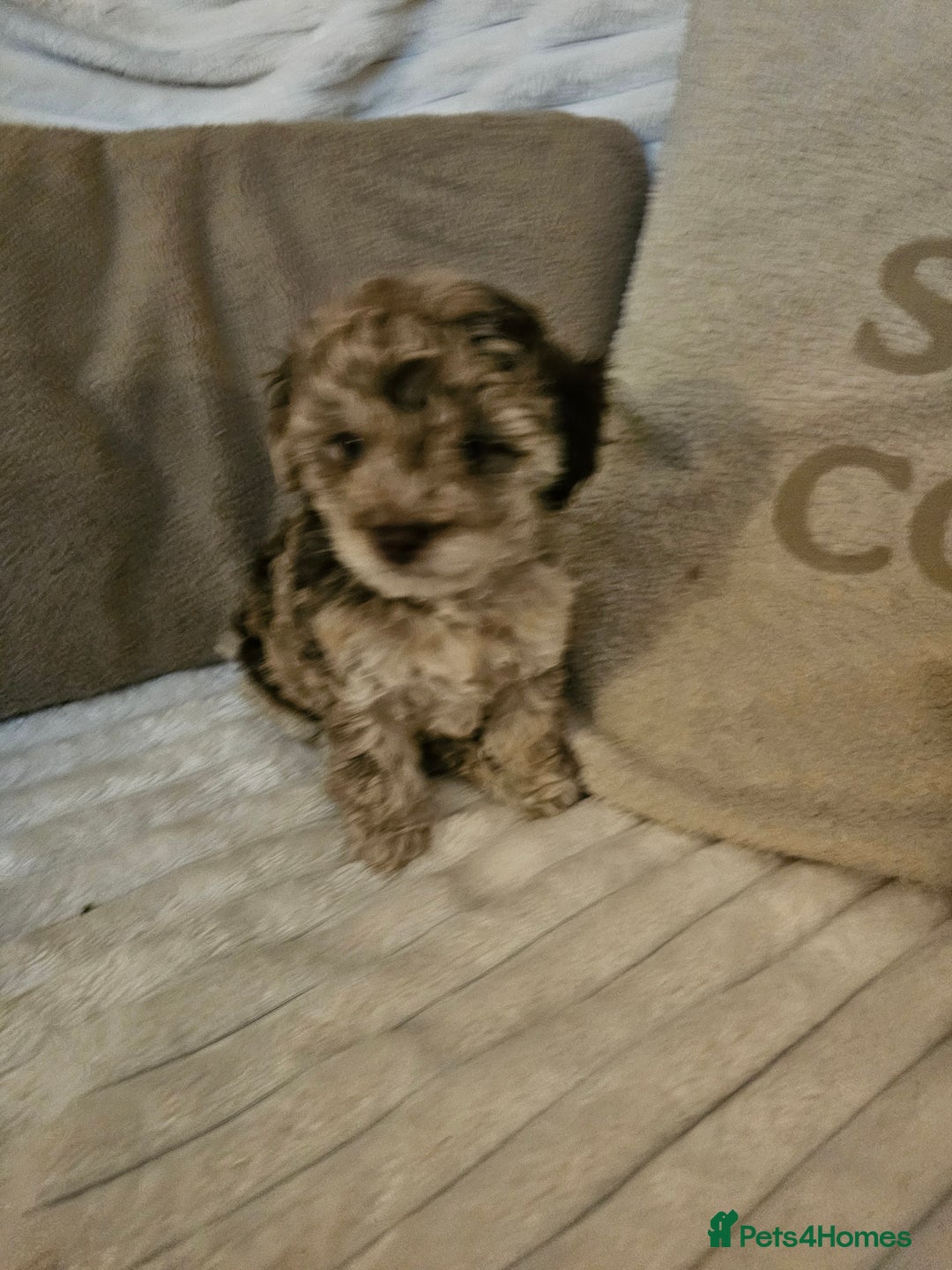 Maltipoo dogs for sale: Adorable rare merle maltipoos  ready no!!w - Advert 5