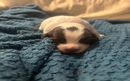 Sprocker dogs for sale: Brown Female sprocker- pedigree puppy - Image 3