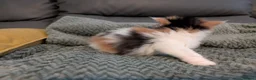 Mixed Breed cats for sale: Adorable kittens looking for forever home  in Pershore - Advert 34