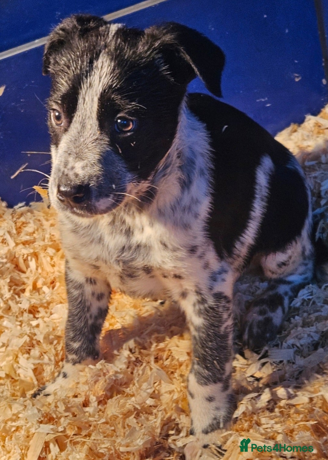 Mixed Breed dogs AUSTRALIAN CATTLE DOG X COLLIE PUPPIES - Advert 1