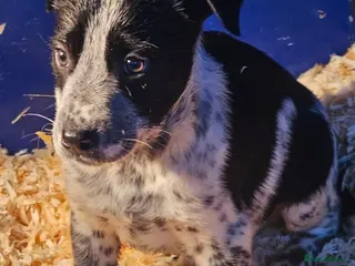 Mixed Breed dogs AUSTRALIAN CATTLE DOG X COLLIE PUPPIES - Advert 5