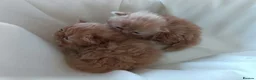 Persian cats for sale: 💖Purr-fect Persian Kittens 💖 PEDIGREE - Advert 1