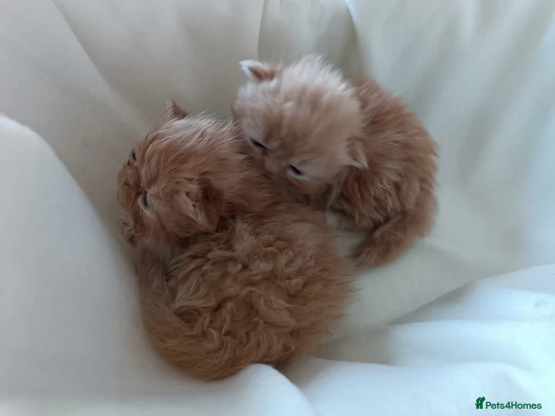 Persian cats for sale: 💖Purr-fect Persian Kittens 💖 PEDIGREE - Advert 1