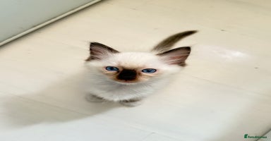 Ragdoll cats - Advert 5