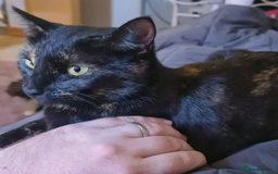 Mixed Breed cats for sale: Sweet 5 yr old tortoiseshell cat - Image 2