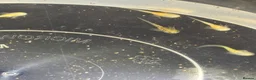 Axolotl reptiles for sale: Axolotl Eggs - Advert 3