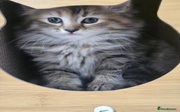 Turkish Angora cats for sale: Turkish Angora kittens - Image 4