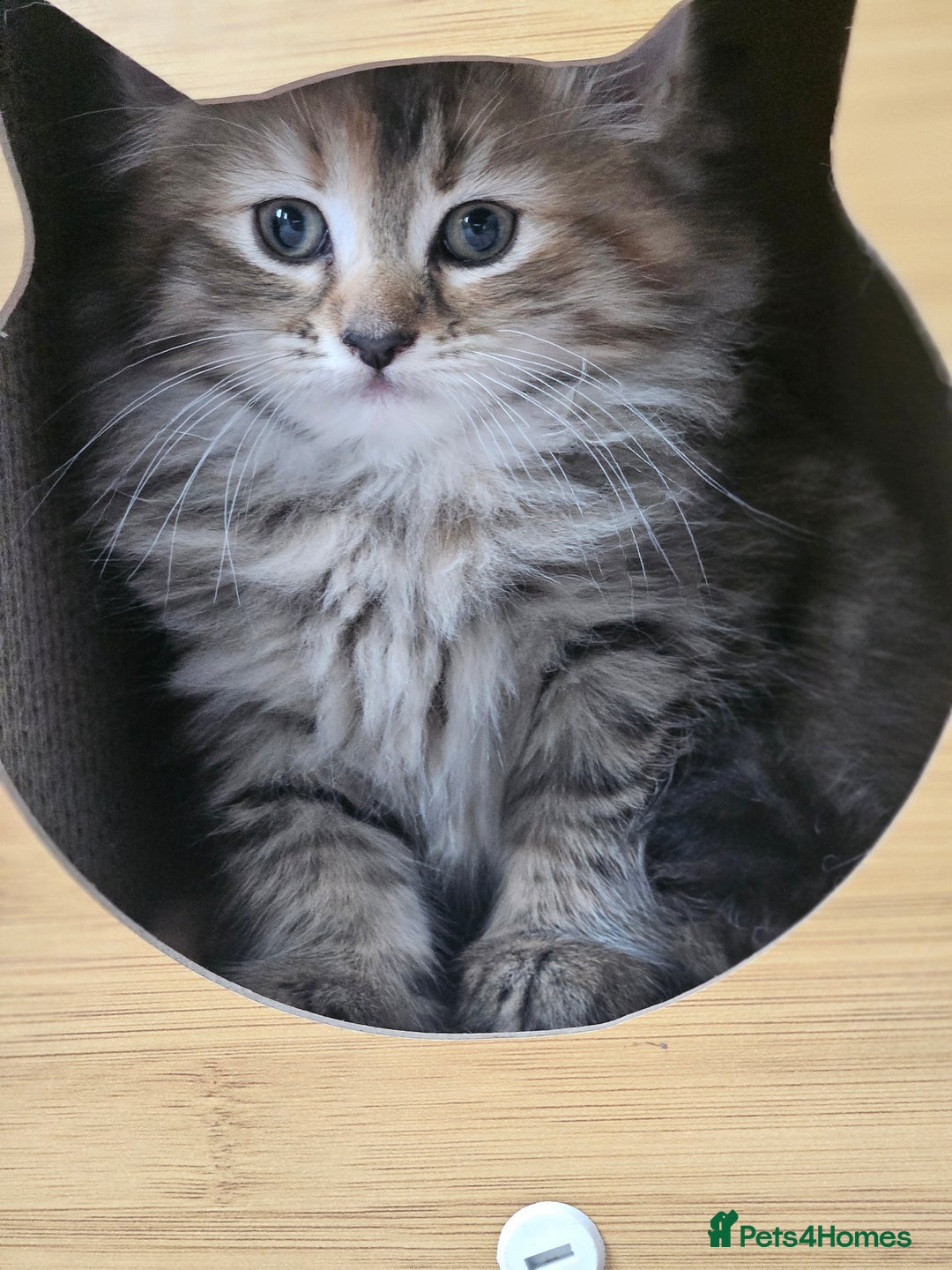 Turkish Angora cats for sale: Turkish Angora kittens - Image 4