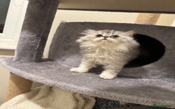 Persian cats for sale: Persian Kittens - 2 Males & 2 Females  - Image 6