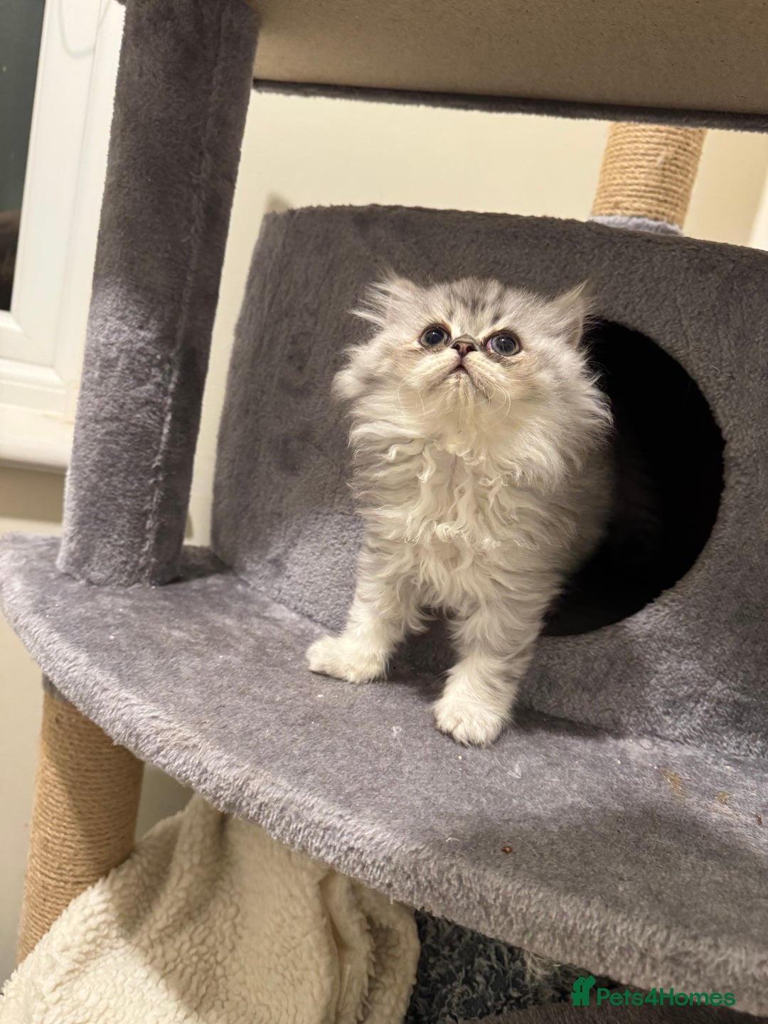 Persian cats for sale: Persian Kittens - 2 Males & 2 Females  - Image 6