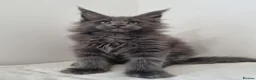Maine Coon cats for sale: King size Purebred Maine Coon kittens  - Advert 13