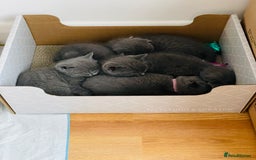 Scottish Fold cats for sale: PURE BREED SCOTTISH FOLD KITTENS 🐾 in Twickenham - Image 16